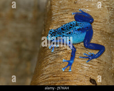 Dyeing poison dart frog (Dendrobates tinctorius). Banque D'Images
