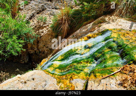 En Guédi Oasis au milieu du désert en Israël au printemps Banque D'Images