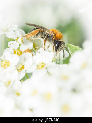 Close up de rêve d'un début de l'exploitation minière bee sur de minuscules fleurs blanches. Andrena haemorrhoa, aux Pays-Bas. Banque D'Images