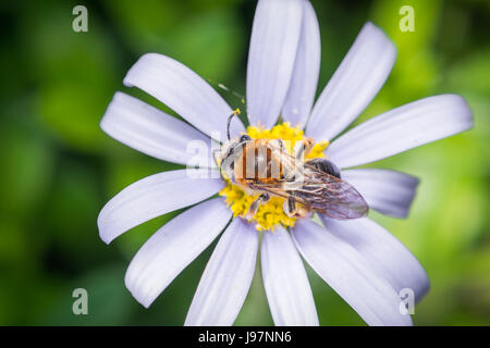 Close up of an early mining bee sur le dessus d'une marguerite bleue. Andrena haemorrhoa et Felicia amelloides. Photo prise dans les Pays-Bas. Banque D'Images