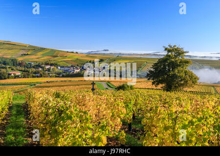 La France, Cher, le Sancerrois région, Bue et le vignoble en automne (Sancerre AOC), brumes matinales, le Sancerre hill loin Banque D'Images