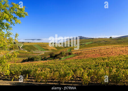 La France, Cher, Sancerre, la petite ville sur la colline et le vignoble de Sancerre (AOC) à l'automne, le brouillard du matin Banque D'Images