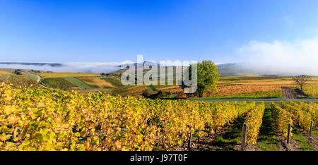 La France, Cher, Sancerre, la petite ville sur la colline et le vignoble de Sancerre (AOC) à l'automne, le brouillard du matin Banque D'Images