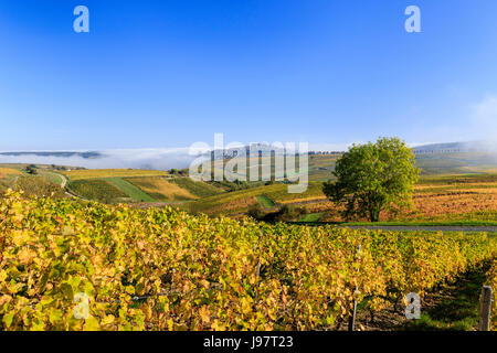 La France, Cher, Sancerre, la petite ville sur la colline et le vignoble de Sancerre (AOC) à l'automne, le brouillard du matin Banque D'Images