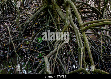 À l'intérieur de mangrove à Kota Kinabalu Wetland Centre, Bornéo, Sabah, Malaisie. Banque D'Images