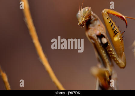 La mante religieuse (Mantis religiosa) sur le petit arbuste de Albendiego, Guadalajara, Espagne Banque D'Images