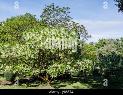 Blanc fleur de ressort (Fringetree Chionanthus virginicus, arbre des neiges), le château de Beaulon, Saint Dizant du Gua, région Poitou-Charentes, France Banque D'Images