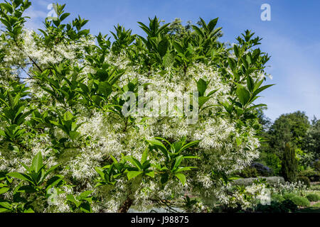 Blanc fleur de ressort (Fringetree Chionanthus virginicus, arbre des neiges), le château de Beaulon, Saint Dizant du Gua, région Poitou-Charentes, France Banque D'Images