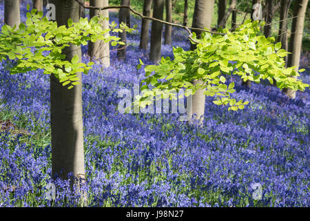 English Bluebells dans un environnement boisé. Banque D'Images