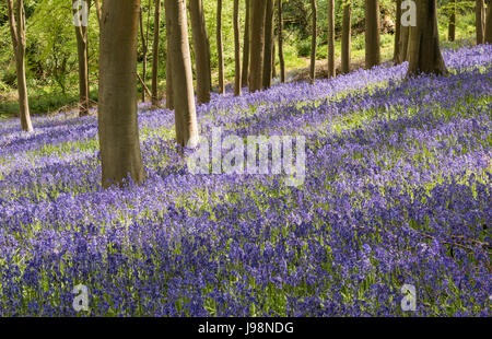English Bluebells dans un environnement boisé. Banque D'Images