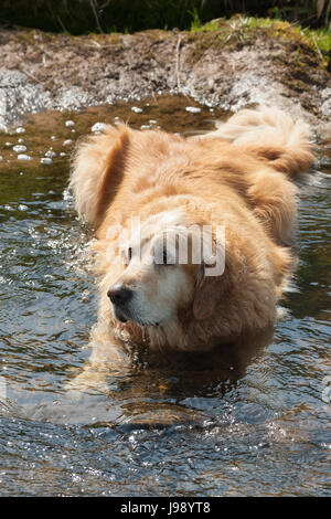 Chien de ralentissement en river Banque D'Images