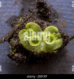 Un gros plan d'un fantastique nouvellement découvertes de l'hépatique dans Stanley Park- Marchantia polymorpha. <br > <br >La tasse comme les structures que vous voyez sur les thalles Banque D'Images