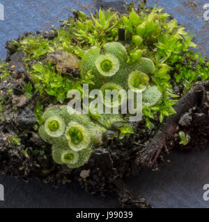 Une nouvelle découverte de l'hépatique parapluie Marchantia polymorpha, associé à une mousse, près de lagune perdue dans le parc Stanley. <br > <br >La tasse comme Banque D'Images