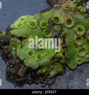 Une nouvelle découverte de l'hépatique parapluie Marchantia polymorpha, près de lagune perdue dans le parc Stanley. <br > <br >La tasse comme les structures que vous voyez sur le Banque D'Images