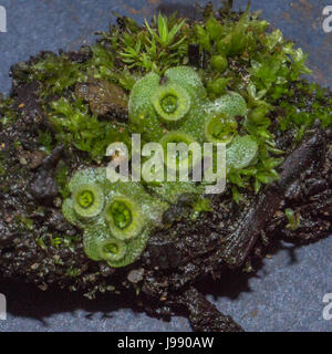 Une nouvelle découverte de l'hépatique parapluie Marchantia polymorpha, associé à une mousse, près de lagune perdue dans le parc Stanley. <br > <br >La tasse comme Banque D'Images