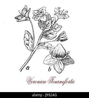 Veronica persica, plantes avec de petites fleurs bleu ciel et blanc avec rayures foncées et centres de fruits en forme de cœur, la gravure. Banque D'Images
