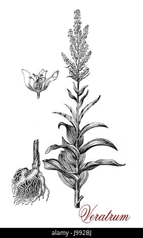 Vintage illustration de Veratrum album, herbe vivace connue comme hemetic dans l'antiquité, avec des racines toxiques Banque D'Images