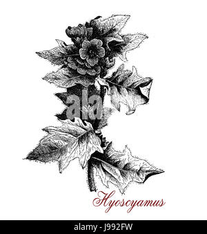Vintage illustration d'Hyoscyamus jusquiame ou,plante toxique utilisé dans la médecine traditionnelle comme anesthésique local et pour la bière d'aromatisants, maintenant cultivé à des fins pharmaceutiques et comme l'huile de jusquiame pour le massage médical Banque D'Images