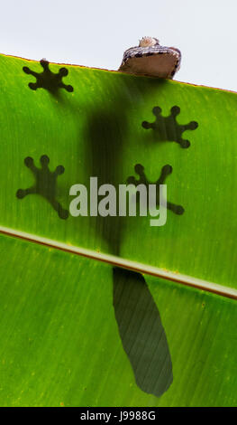 Le gecko à queue de feuille est assis sur une grande feuille verte. Silhouette. perspective inhabituelle. Madagascar. Banque D'Images