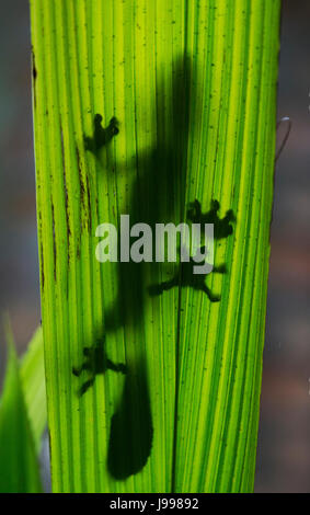 Le gecko à queue de feuille est assis sur une grande feuille verte. Silhouette. perspective inhabituelle. Madagascar. Banque D'Images