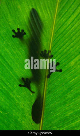 Le gecko à queue de feuille est assis sur une grande feuille verte. Silhouette. perspective inhabituelle. Madagascar. Banque D'Images