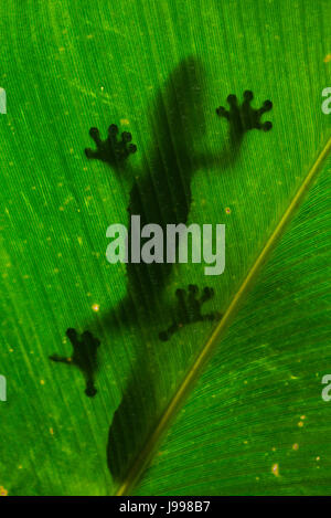 Le gecko à queue de feuille est assis sur une grande feuille verte. Silhouette. perspective inhabituelle. Madagascar. Banque D'Images