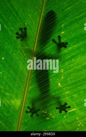 Le gecko à queue de feuille est assis sur une grande feuille verte. Silhouette. perspective inhabituelle. Madagascar. Banque D'Images