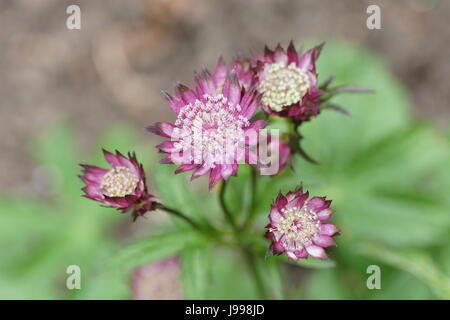 Astrantia major 'Hadspen Blood' Banque D'Images