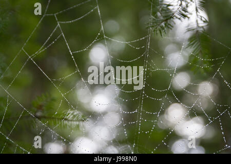 Gouttes de pluie de la décoration d'une araignée. Isolé sur un arrière-plan flou. Banque D'Images