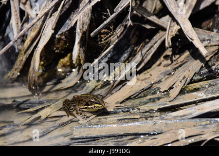 Coruna grenouille, grenouille de Perez (Rana perezi, Rana ridibunda perezi) trouvés submergés dans l'eau de bassin dans l'île de Porto Santo, Portugal Banque D'Images