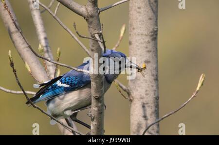 Geai bleu ayant une collation Banque D'Images