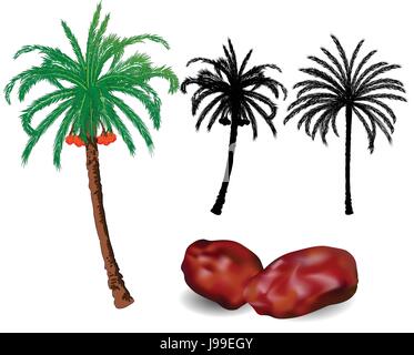 Ensemble de dates isolées palmier et de fruits par couleurs et noir-blanc design - vector illustration Illustration de Vecteur