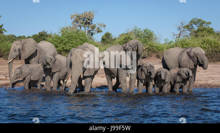 Un groupe de grande famille d'éléphants se précipite vers la rivière pour étancher leur soif dans la rivière Chobe, le nord du Botswana. Banque D'Images