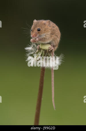 Souris de récolte Banque D'Images