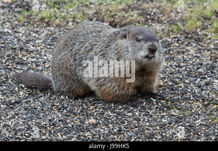 Marmotte (Marmota monax) la chasse à des fins alimentaires, USA Banque D'Images