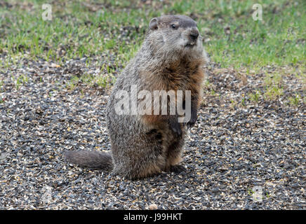 Marmotte (Marmota monax) la chasse à des fins alimentaires, USA Banque D'Images