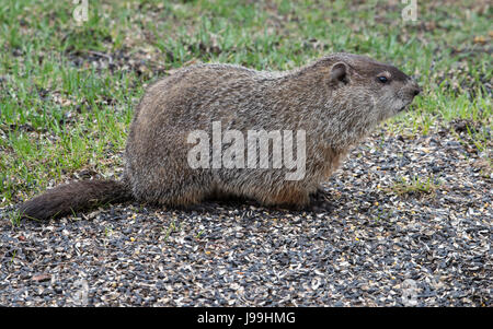 Marmotte (Marmota monax) la chasse à des fins alimentaires, USA Banque D'Images