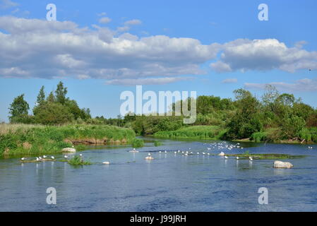 La rivière sur le terrain et les mouettes sur les rochers de journée ensoleillée . Banque D'Images