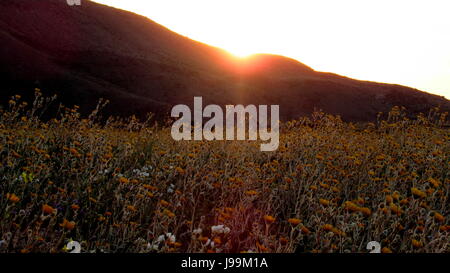 Les champs de fleurs sauvages Anza-Borrego au lever du soleil au-dessus de Coyote mountai Banque D'Images