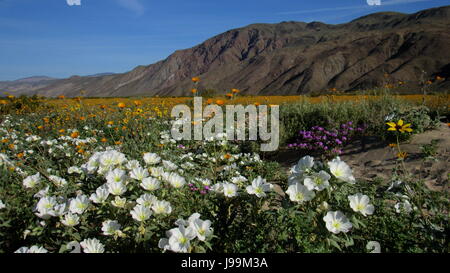 Les champs de fleurs sauvages Anza-Borrego Banque D'Images