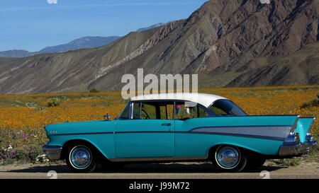 Blanc/turquoise 1957 Chevy Bel Air 2-Door Sedan voiture classique debout dans une mer de fleurs sauvages - Superbloom Anza-Borrego Desert State Park Banque D'Images