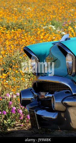 Blanc/turquoise 1957 Chevy Bel Air 2-Door Sedan voiture classique debout dans une mer de fleurs sauvages - Superbloom Anza-Borrego Desert State Park Banque D'Images