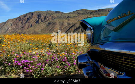 Blanc/turquoise 1957 Chevy Bel Air 2-Door Sedan voiture classique debout dans une mer de fleurs sauvages - Superbloom Anza-Borrego Desert State Park Banque D'Images