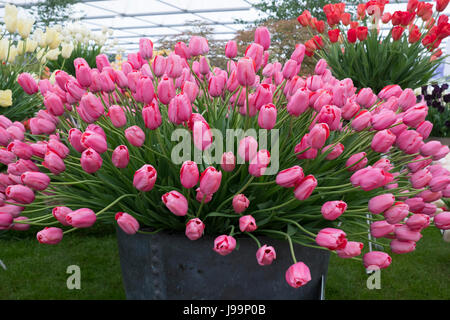 Renommée 'Tulip', un seau d'étain tulipes rose vif sur le Blom's stand ampoules dans le chapiteau au RHS Chelsea Flower Show 2017, Londres, Royaume-Uni Banque D'Images