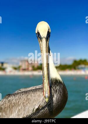 Pelican Banque D'Images