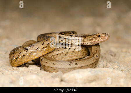Maquette commune (Psammodynastes pulverulentus serpent viper) trouvés à bukit Tinggi, Pahang, Malaisie. Banque D'Images