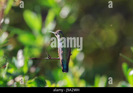 Hummingbird (magnifique fulgens) Eugene on tree branch, maintenant connu sous le nom de Colibri de Rivoli Banque D'Images