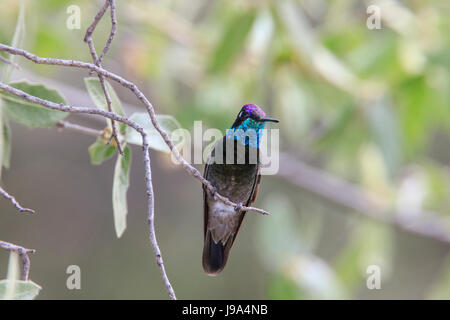 Hummingbird (magnifique fulgens) Eugene, homme, perché sur une branche d'arbre. Banque D'Images