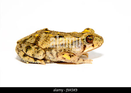 Crapaud des steppes (Anaxyrus cognatus, sur fond blanc pleine vue de côté Banque D'Images