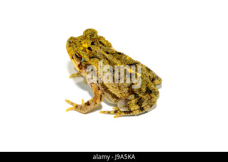 Crapaud des steppes (Anaxyrus cognatus, sur fond blanc pleine vue de côté Banque D'Images